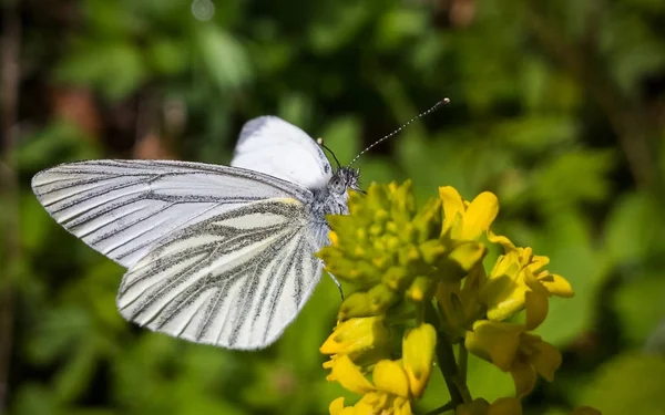 Çiçekteki güzel kelebek