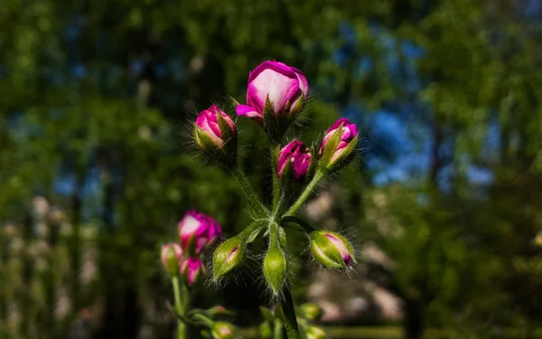 Różowe Róże Ogrodzie — Zdjęcie stockowe