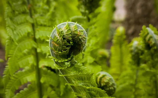 Fleurs Vertes Dans Jardin — Photo