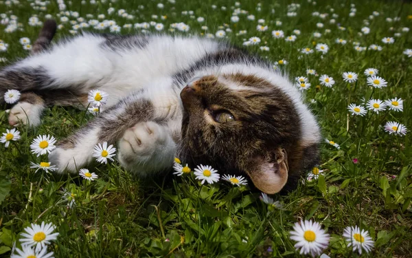 cute cat  in the flowers