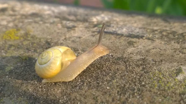 Snail Nature Slovakia — Stock Photo, Image