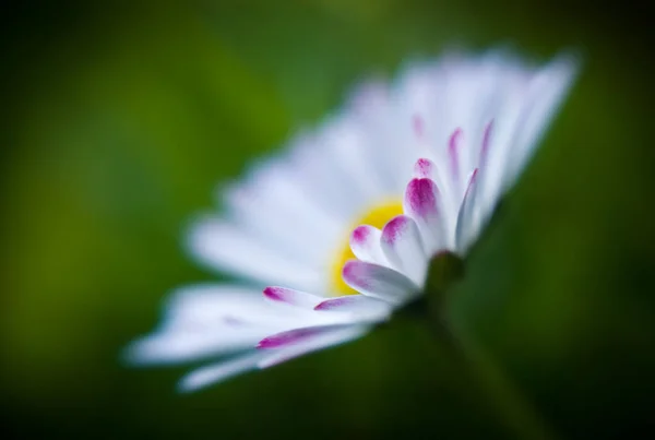 Fleur Blanche Sur Fond Vert — Photo