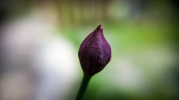 緑の背景に紫色の花 — ストック写真