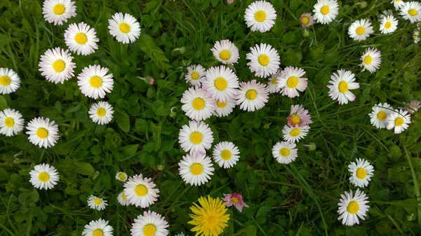 Bellissimi Fiori Sulla Natura — Foto Stock