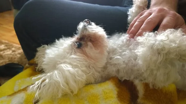 Cute Bichon Dog Relaxing — Stock Photo, Image