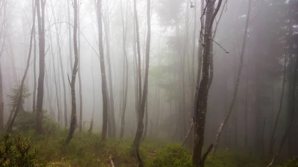 Floresta Mágica Névoa Eslováquia — Fotografia de Stock