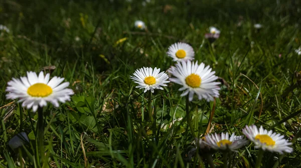 Piękne Kwiaty Rumianku Łące — Zdjęcie stockowe