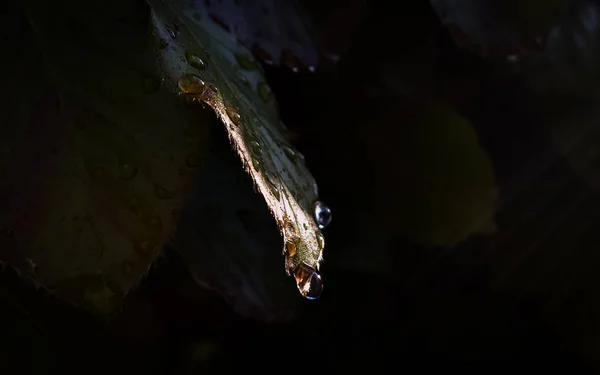 Grünes Blatt Nach Dem Regen Auf Schwarzem Hintergrund — Stockfoto