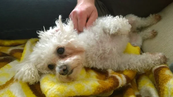 Lindo Perro Bichon Relajante — Foto de Stock