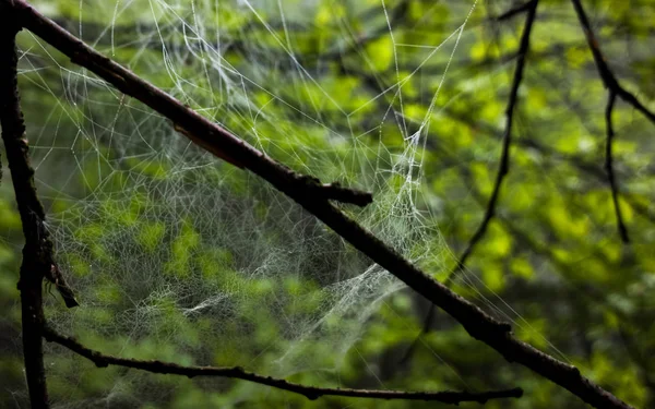 Ormandaki örümcek ağı 
