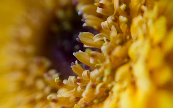 Tarladaki Sarı Çiçek — Stok fotoğraf