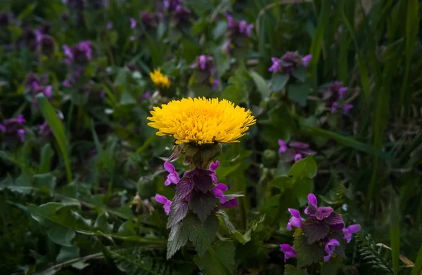 Hermosas Flores Silvestres Verano —  Fotos de Stock