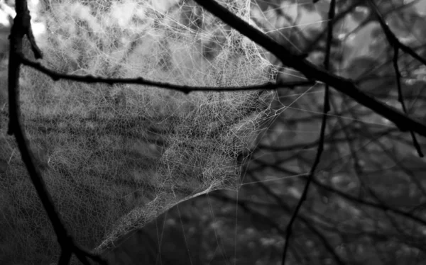 Spinnenweb Het Bos — Stockfoto