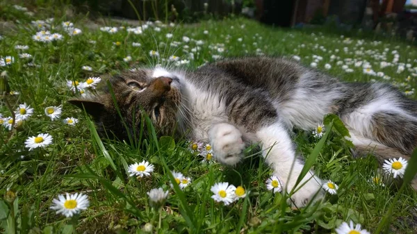 Niedliche Katze Den Blumen — Stockfoto
