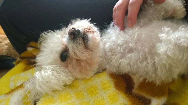 Bonito Bichon Cão Relaxante — Fotografia de Stock