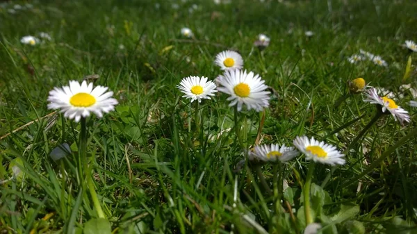 牧草地に咲く美しいカモミールの花 — ストック写真