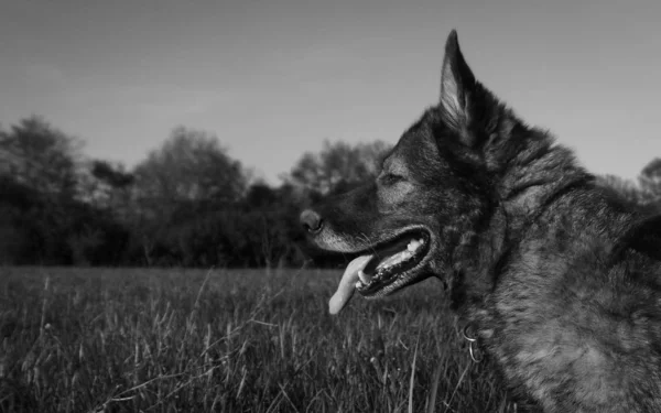 Hund Sommerfeld — Stockfoto