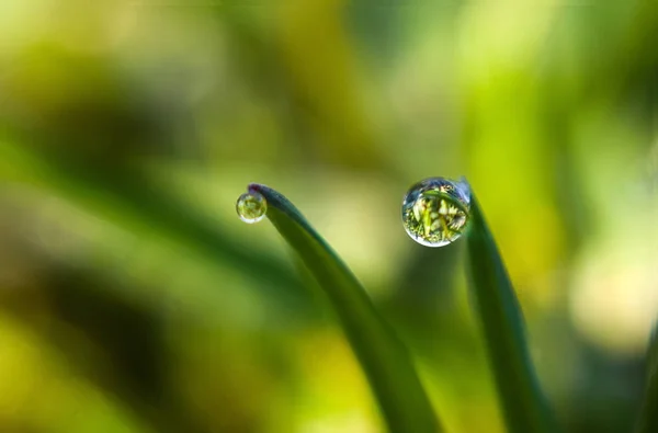 Färsk Droppe Grönt Gräs — Stockfoto