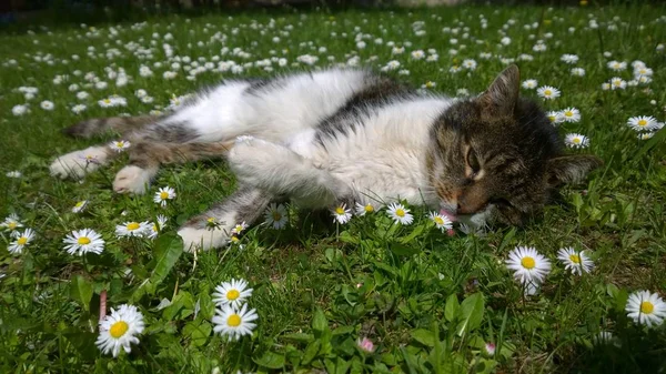 Gato Bonito Nas Flores — Fotografia de Stock