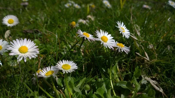 Schöne Kamillenblüten Auf Der Wiese — Stockfoto