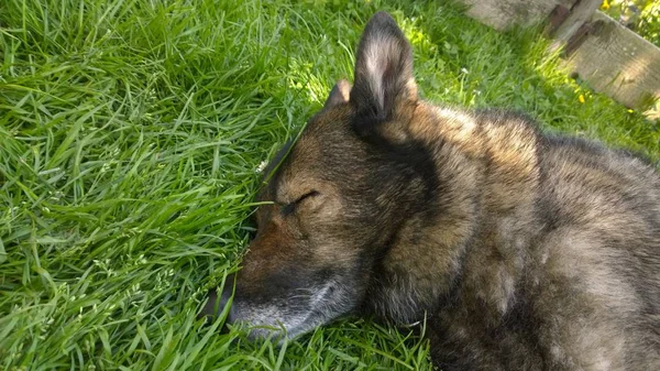 狼写真素材 ロイヤリティフリー狼画像 Depositphotos