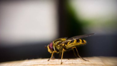 Arka planda Hoverfly 'ın yakın plan görüntüsü