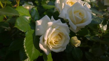 Bahçedeki beyaz gül