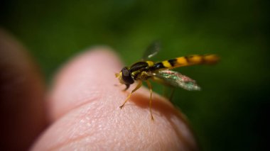 Arka planda Hoverfly 'ın yakın plan görüntüsü