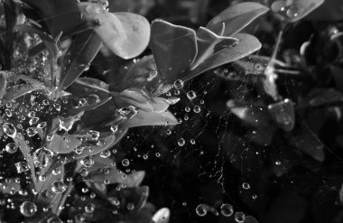 Bitkinin üzerinde sabah çiğ örümceği ağı, siyah beyaz arka plan 