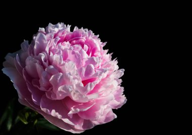 Siyah arkaplanda pembe çiçek
