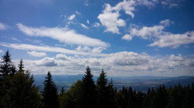 arka planda ağaçlar ile yaz ormanı
