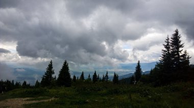 arka planda ağaçlar ile yaz ormanı