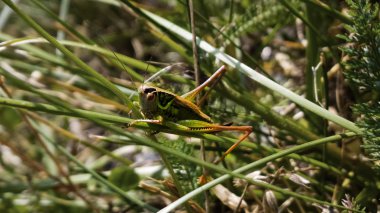 Bir kurbağaya yaklaş.