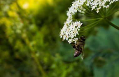 Arka plandaki çiçekli böcek, kapat