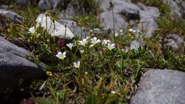 Çimlerin üzerinde beyaz çiçekler taşlarla