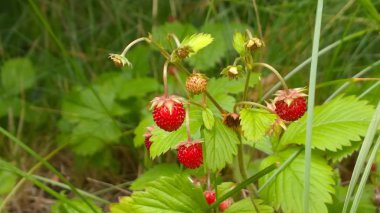 Yeşil bahçede yabani çilekler