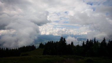 arka planda ağaçlar ile yaz ormanı