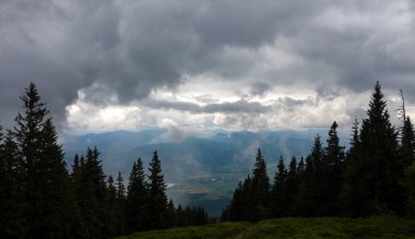 arka planda ağaçlar ile yaz ormanı