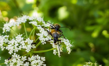 Arka planda çiçeklerdeki böcekler, kapatın