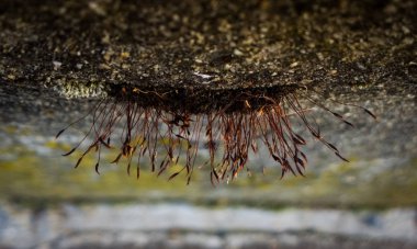 Yosun ve yerde çimenler. Yaklaş.