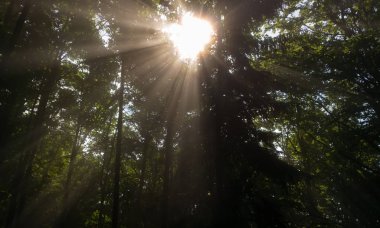 arka planda ağaçlar ile yaz ormanı