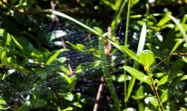 Bitkinin üzerinde çiğ taneli örümcek ağı 