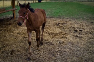 Çiftlik otlağındaki kahverengi at