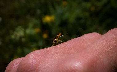 Hoverfly 'ın yakın çekim görüntüsü