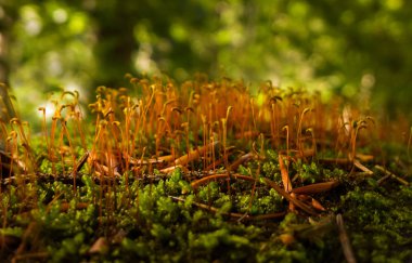 Arkaplanda yeşil yosun, kapat