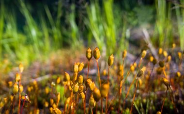Arkaplanda yeşil çimen, kapat
