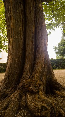 parkta ahşap ağaç