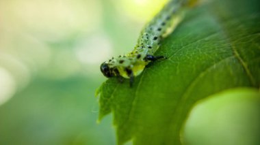 yeşil yaprak üzerinde su