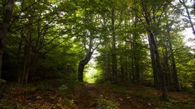 arka planda ağaçlar ile yaz ormanı