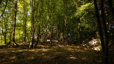arka planda ağaçlar ile yaz ormanı